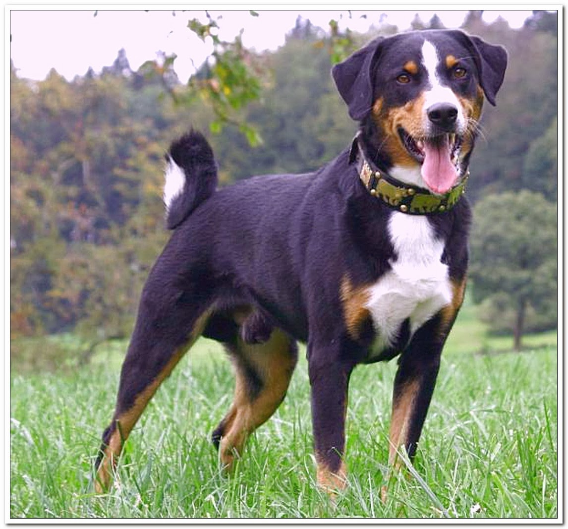 PERROS DE RAZA PERRO DE MONTAÑA APPENZELL