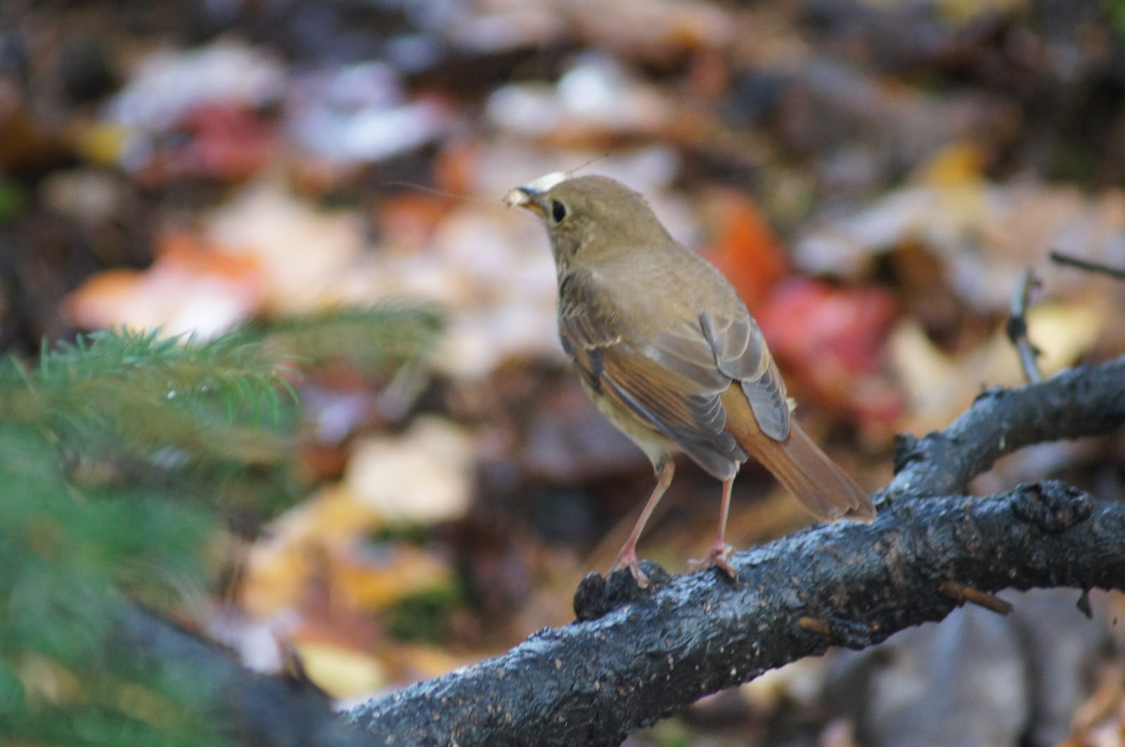 Things with Wings Birding at Mt. Auburn Cemetery