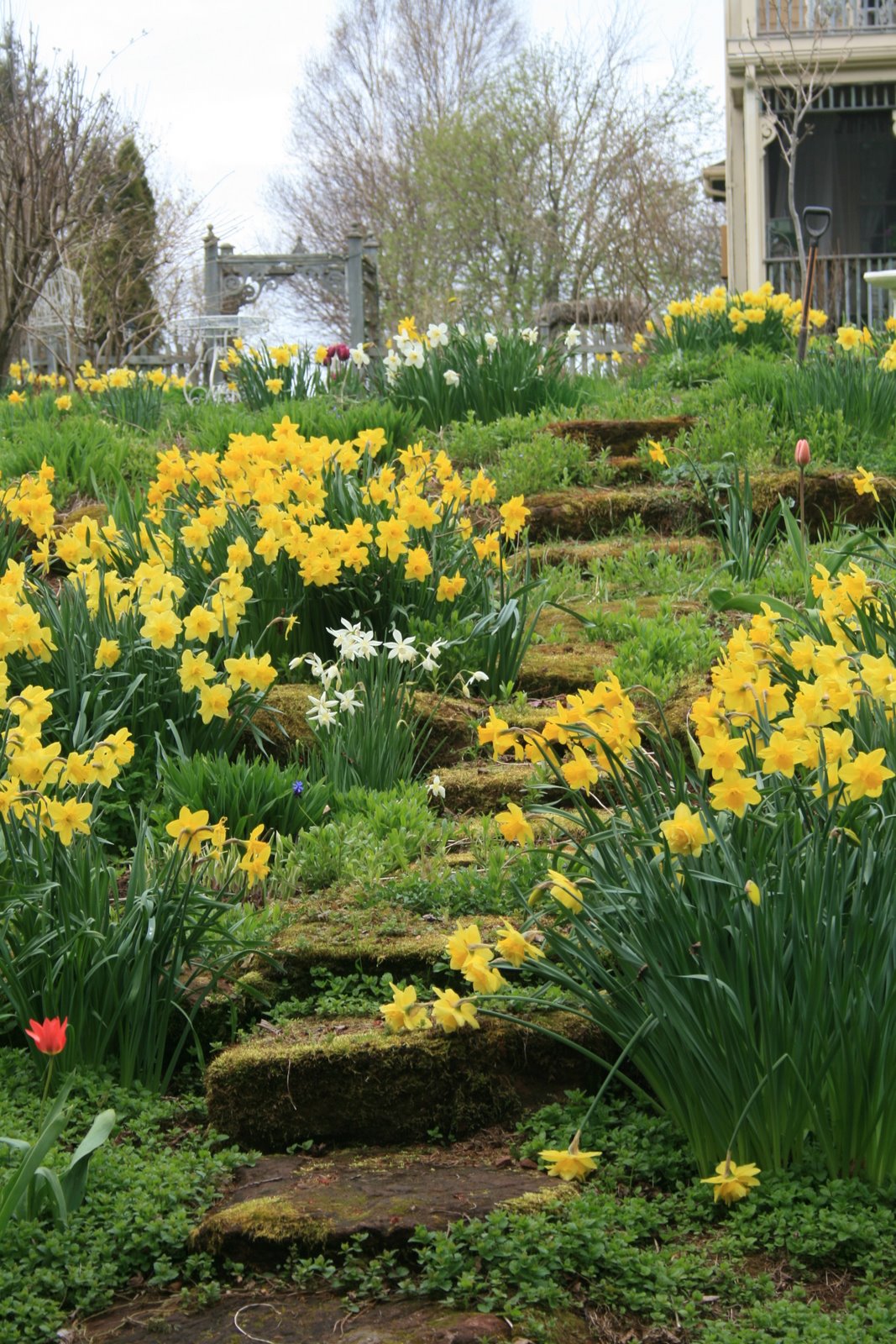 Aiken House & Gardens Oh! My Daffodils!