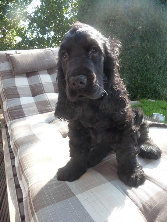 Cocker Spaniel: Oktober 2011