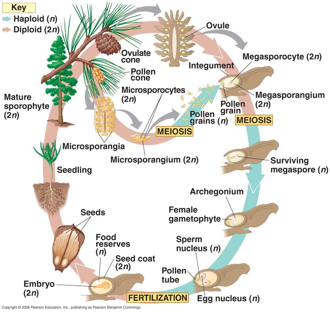 My Newsroom Biology Gymnosperms