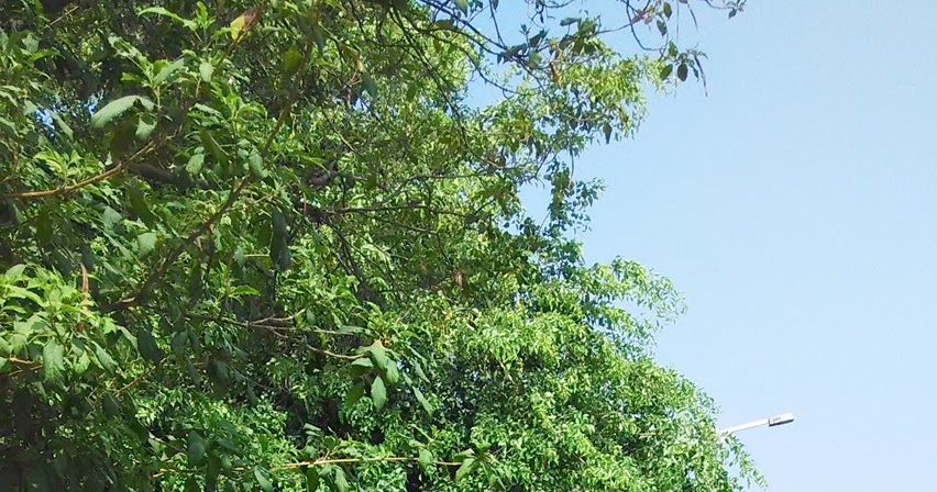 Overhanging Trees On Neighbours Property In Ontario Canada Overhanging Trees On Neighbours Property In Ontario Canada