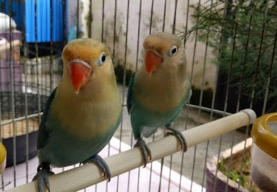  Adakalanya perempuan pilihan kita ditolak mentah mentah orang bau tanah Cara Menjodohkan Lovebird Beda Umur Secara Paksa