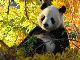 Zoo Animals - Panda