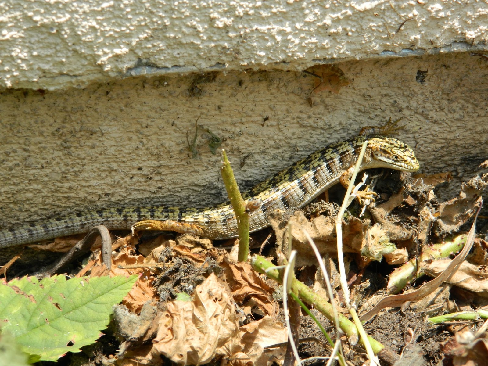 Jennifer Arrow's Blog Backyard Habitat Southern Alligator Lizard