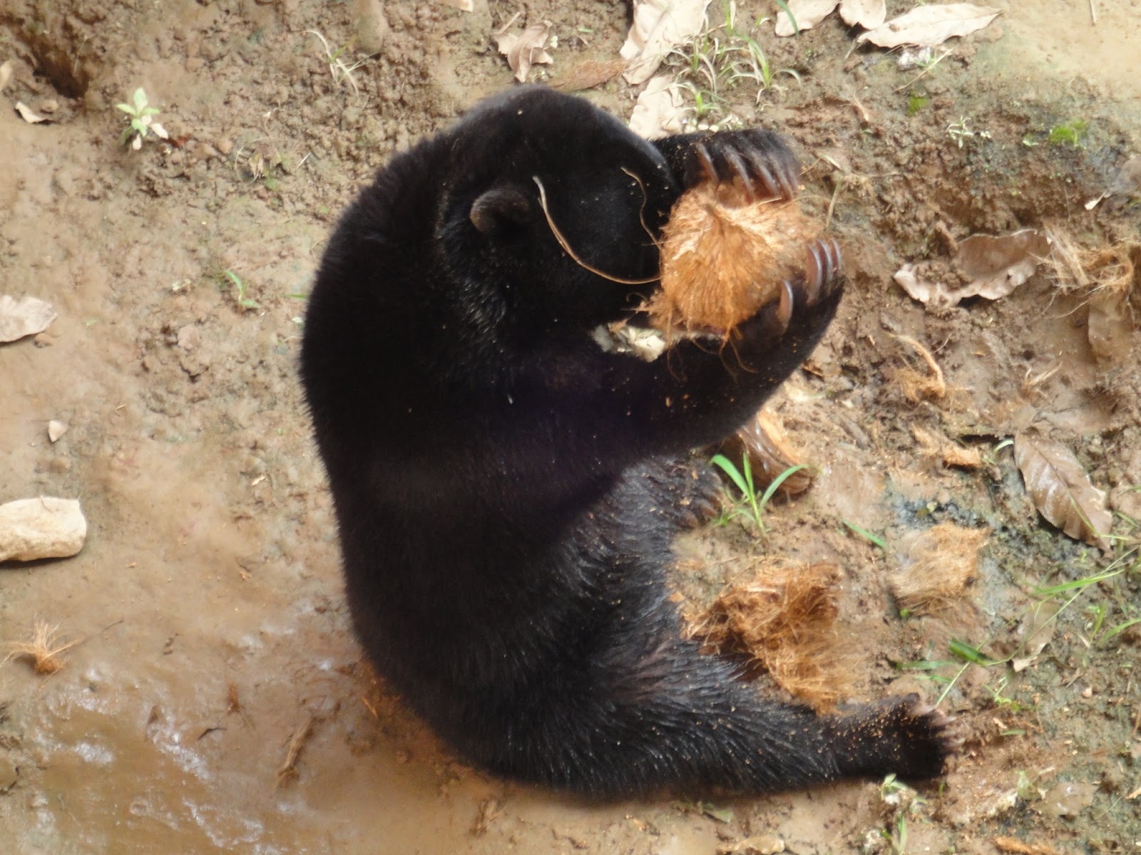 Pictures of Sun Bears . Quality Images on Animal Picture Society