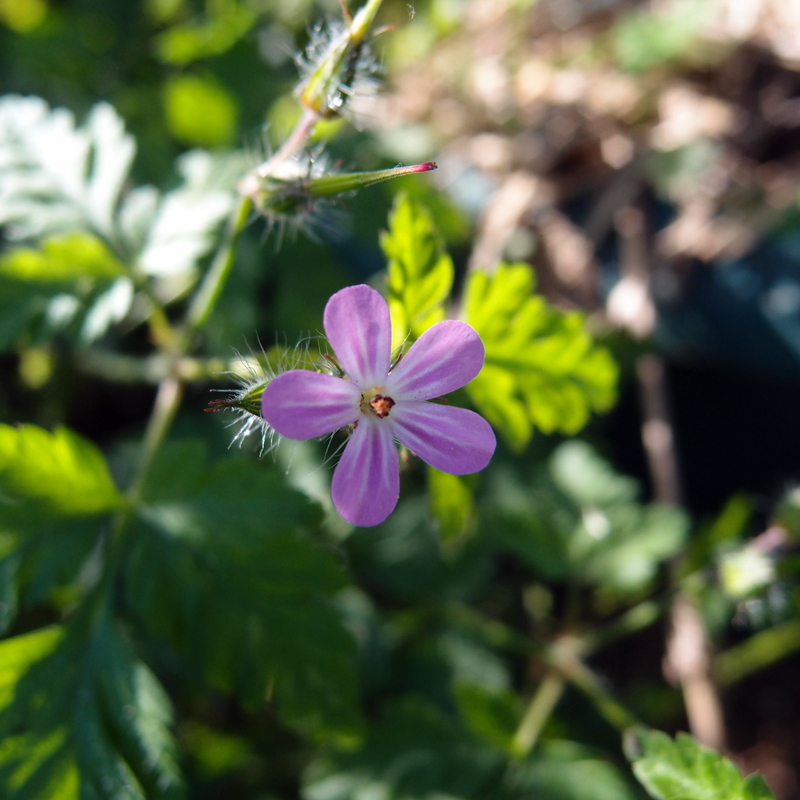 eight acres: how to grow and use Herb Robert