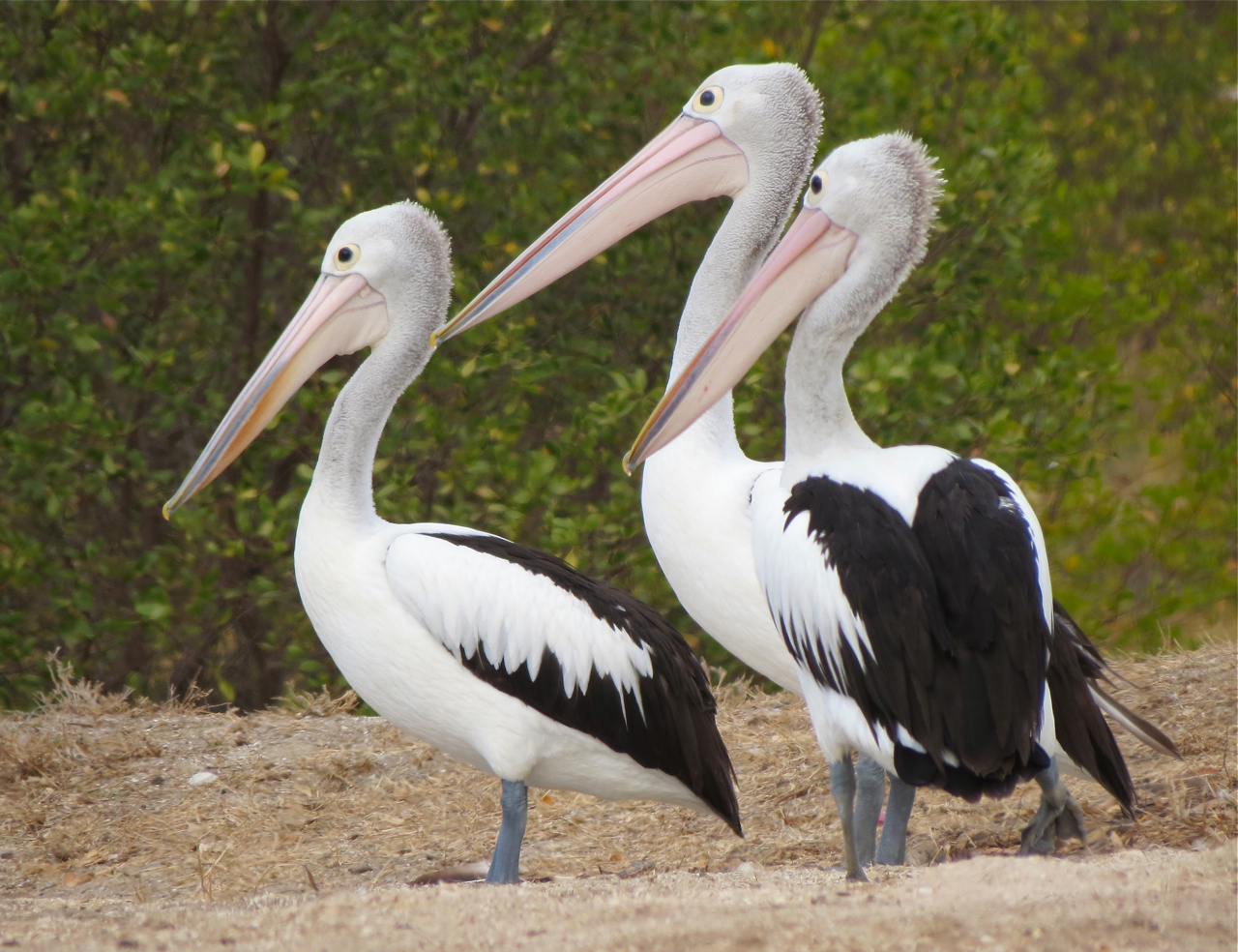 Gecko with Canon: More Pelicans Gecko with Canon: More Pelicans