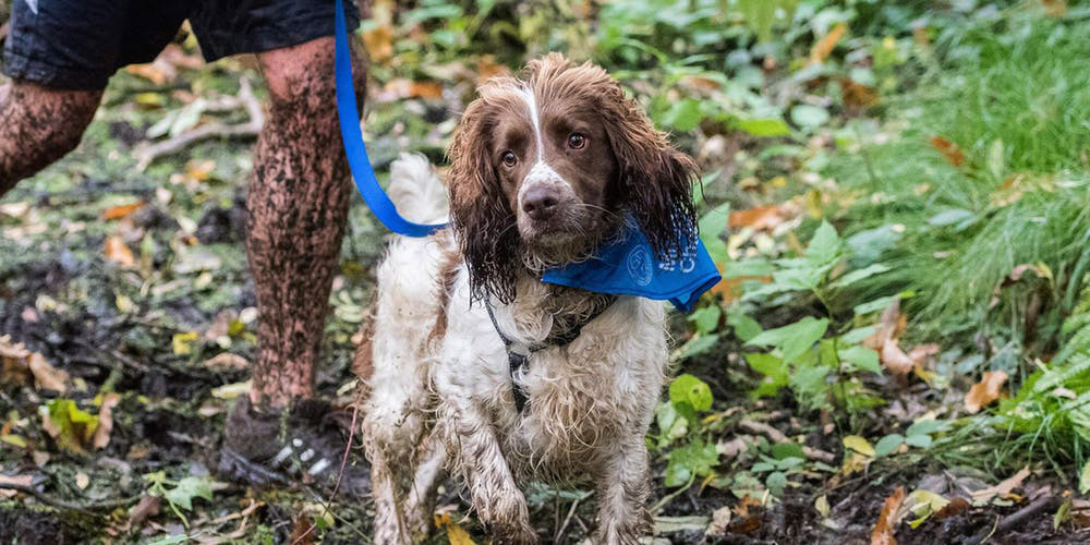 Paws Explores Muddy Dogstacle Adventure Sept 8 Australian Dog Lover