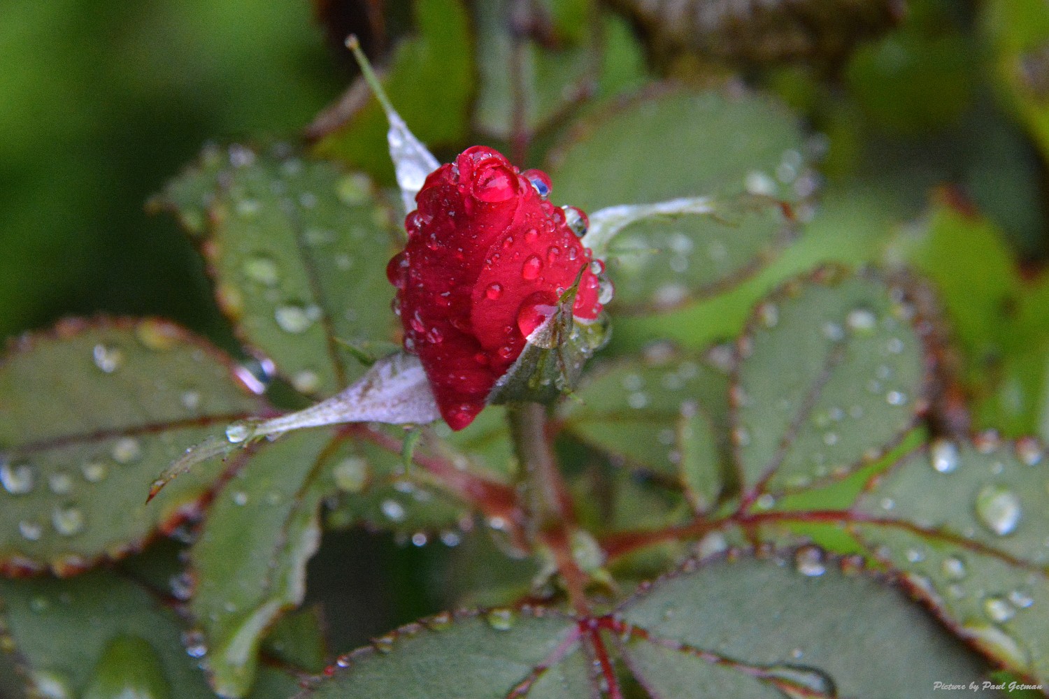 Shutterbugs Capturing the World Around Us Roses in the rain.