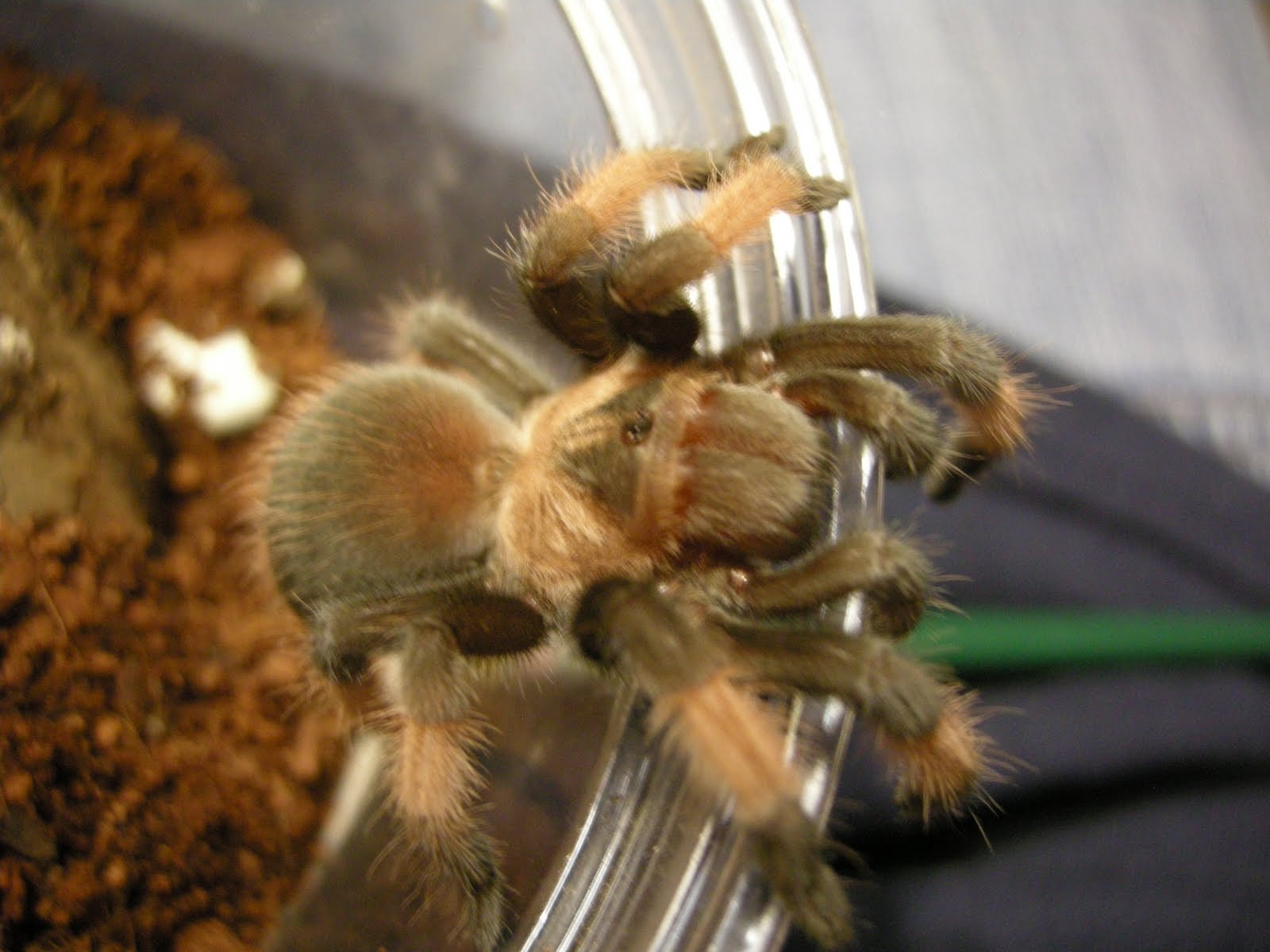 Bugs N Things: Beginner Tarantulas