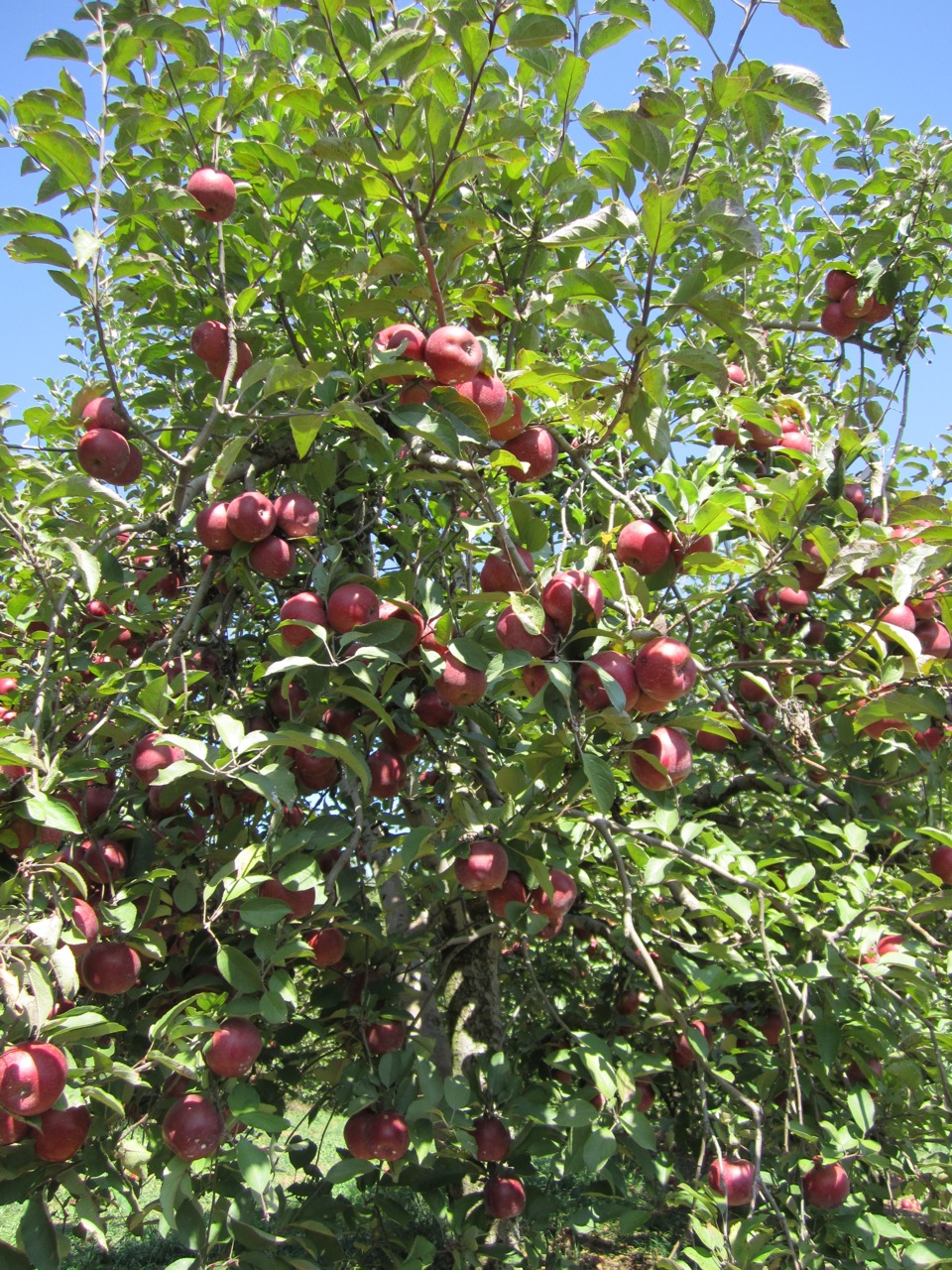 Southern Love: Ellijay Apple Picking Southern Love: Ellijay Apple Picking