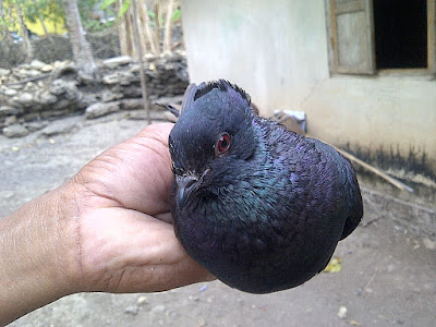memilih merpati lokal jenis kupu kupu yang bagus | Pawiro Bird Farm