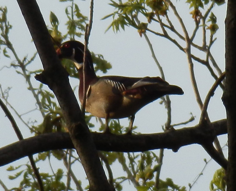 Melissa's Musings and Doodlings Ducks in Trees and Other Delights