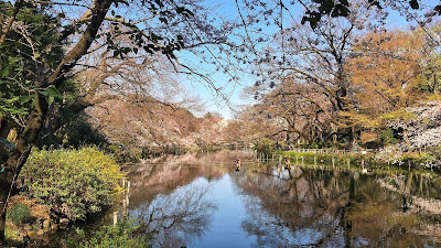 ひょうたん池から撮影した桜