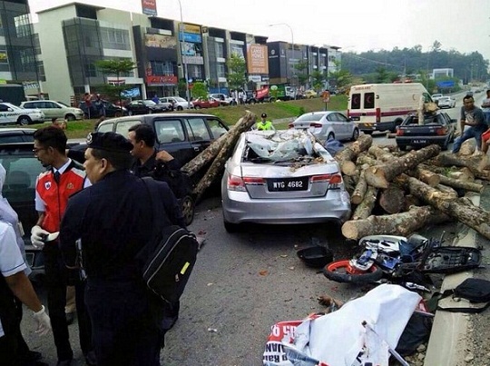 a-Honda-car-being-crushed-by-fallen-logs