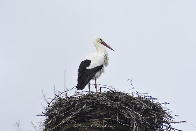 Storch in Kühsen