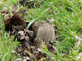 Tenrec ecaudatus - Tangue - Tengue Tenrec ecaudatus - Tangue - Tengue