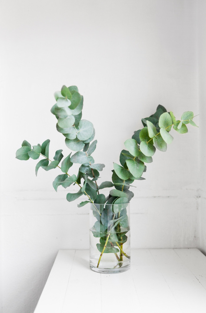 eucalyptus vase
