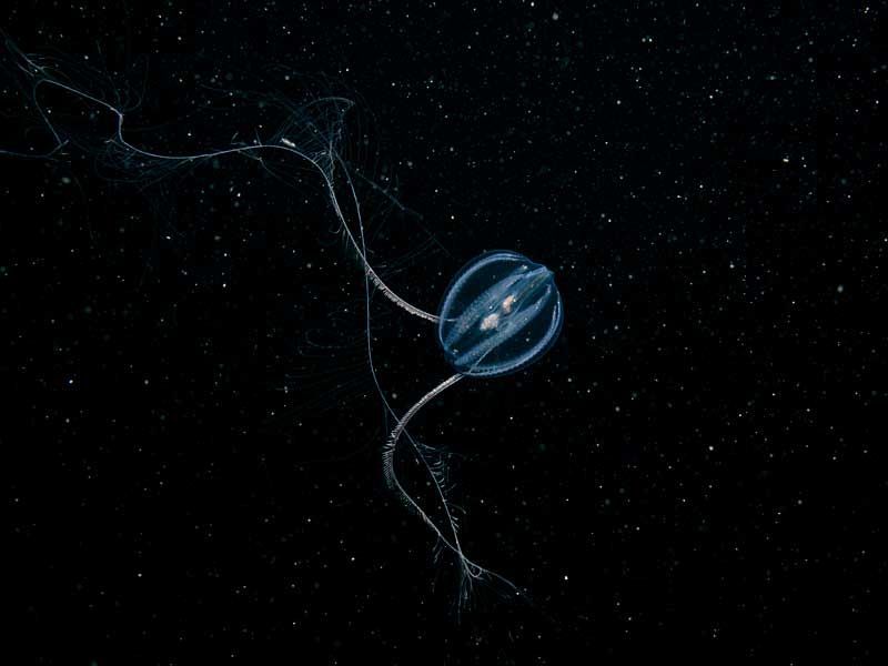 Real Monstrosities Sea Gooseberry