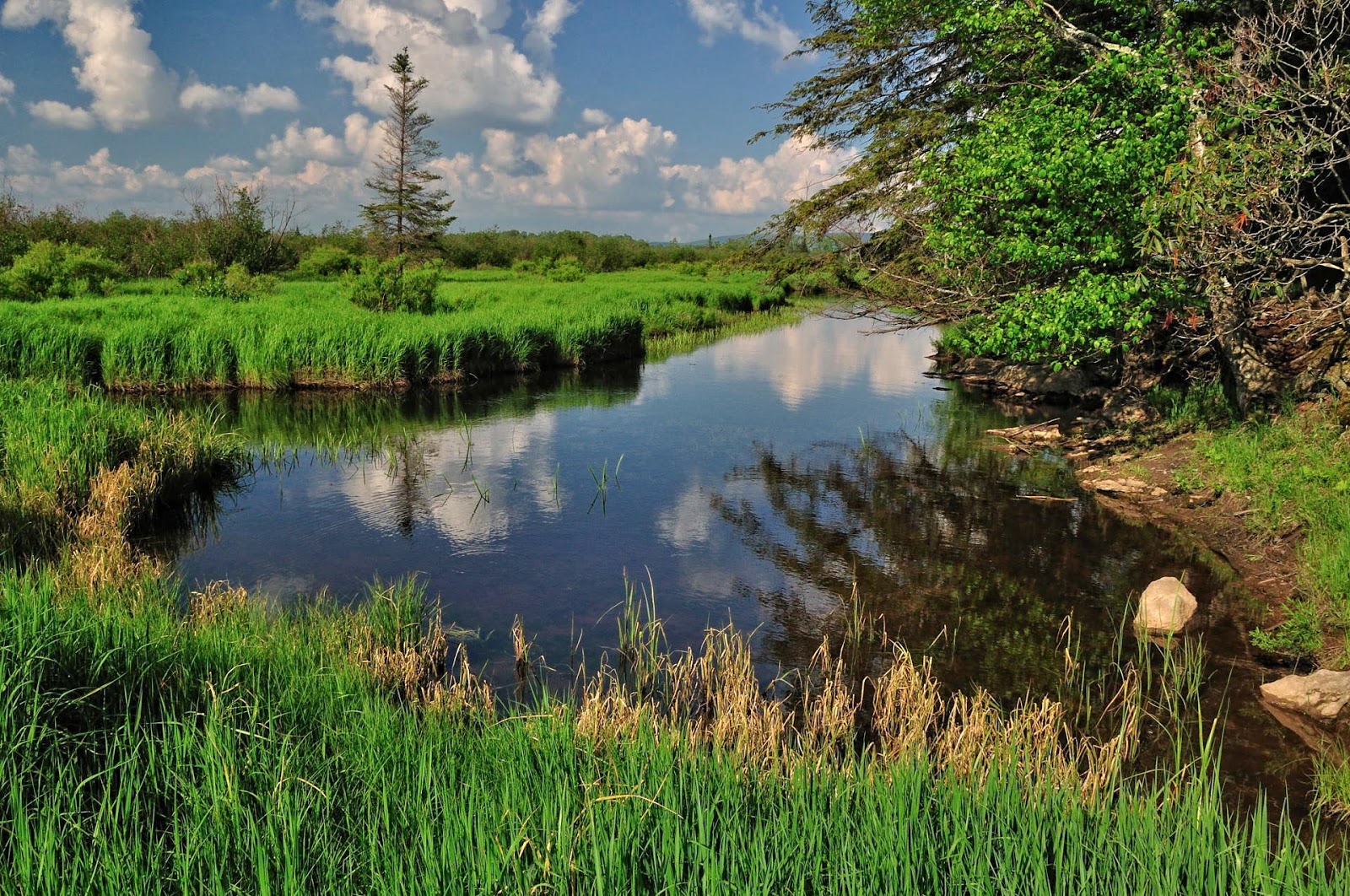 Discover West Virginia The Most Scenic Trail in Canaan Valley