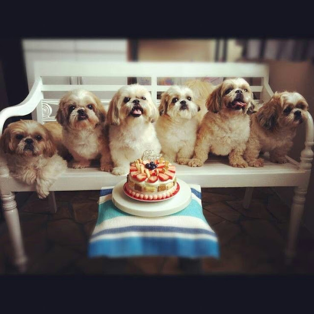 shih tzu com amigos cachorrinho