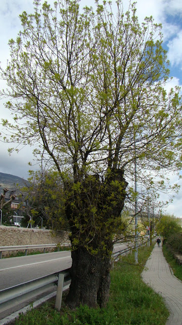 Fresno de hoja estrecha (Fraxinus angustifolia Vahl.).