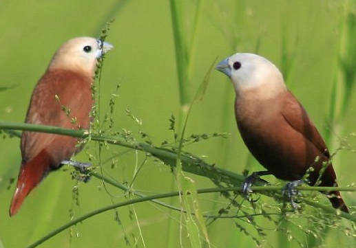 Burung Bondol Haji