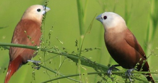 Gambar Burung Emprit Kaji Jantan Dan Betina Gambar Burung Wallpaper