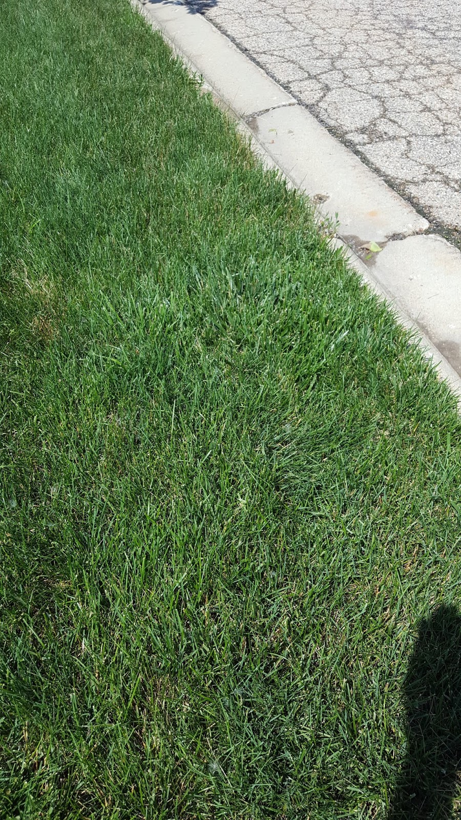 Lawn*Doctor Lawn Care Insights I have crabgrass in spring, or do I?