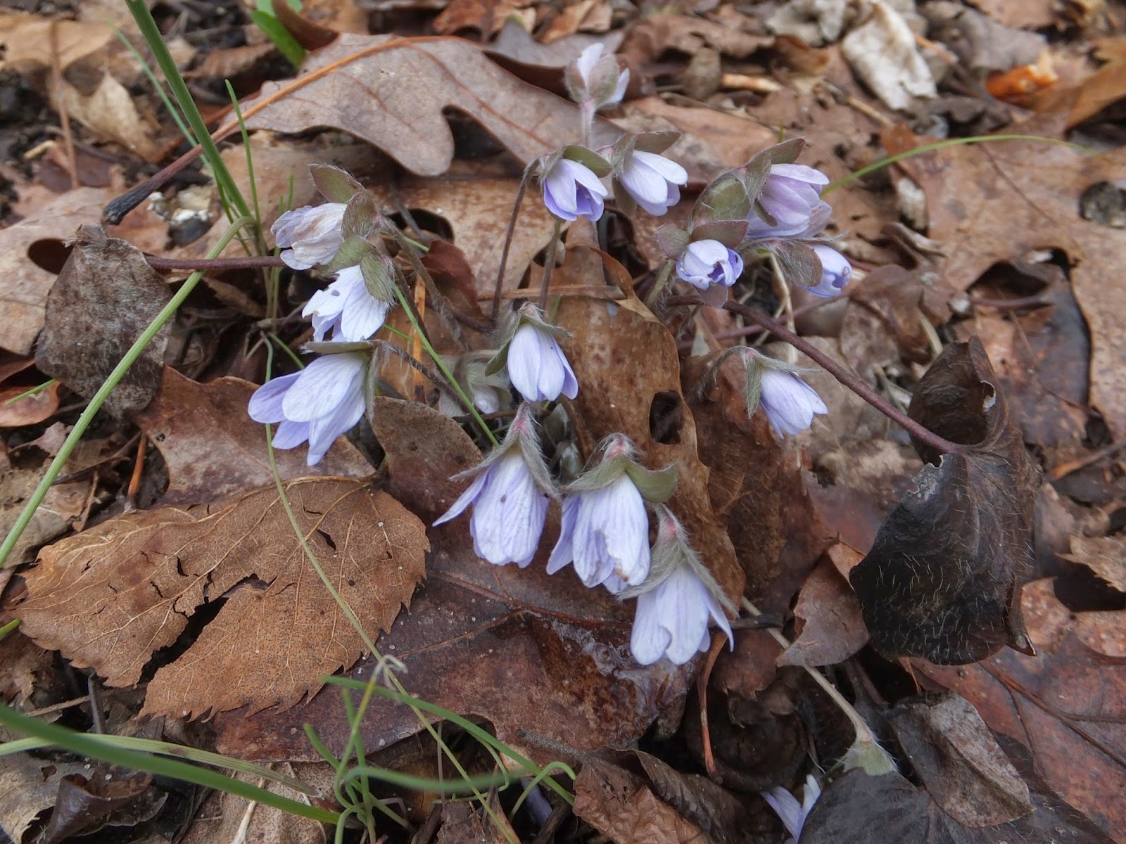 Plants Amaze Me Michigan Wildflowers Springing Up April 10, 2015