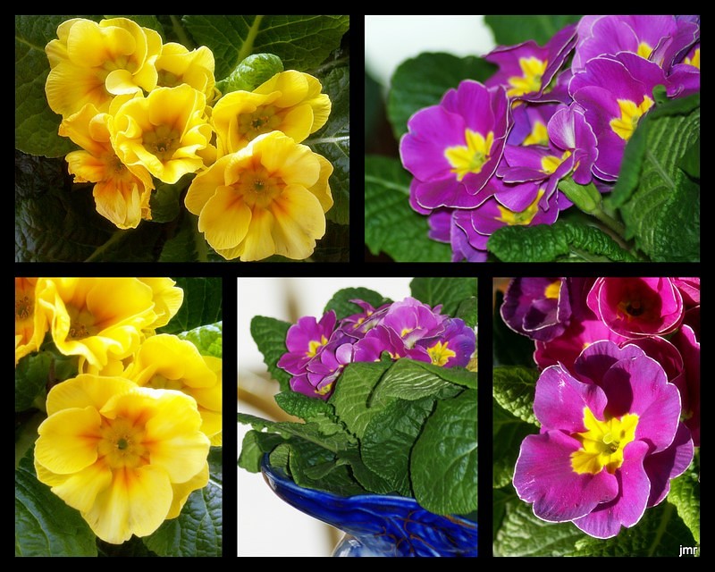 THE VILLAGE VOICE 'FAIR PRIMROSE' (February Flower of the Month)