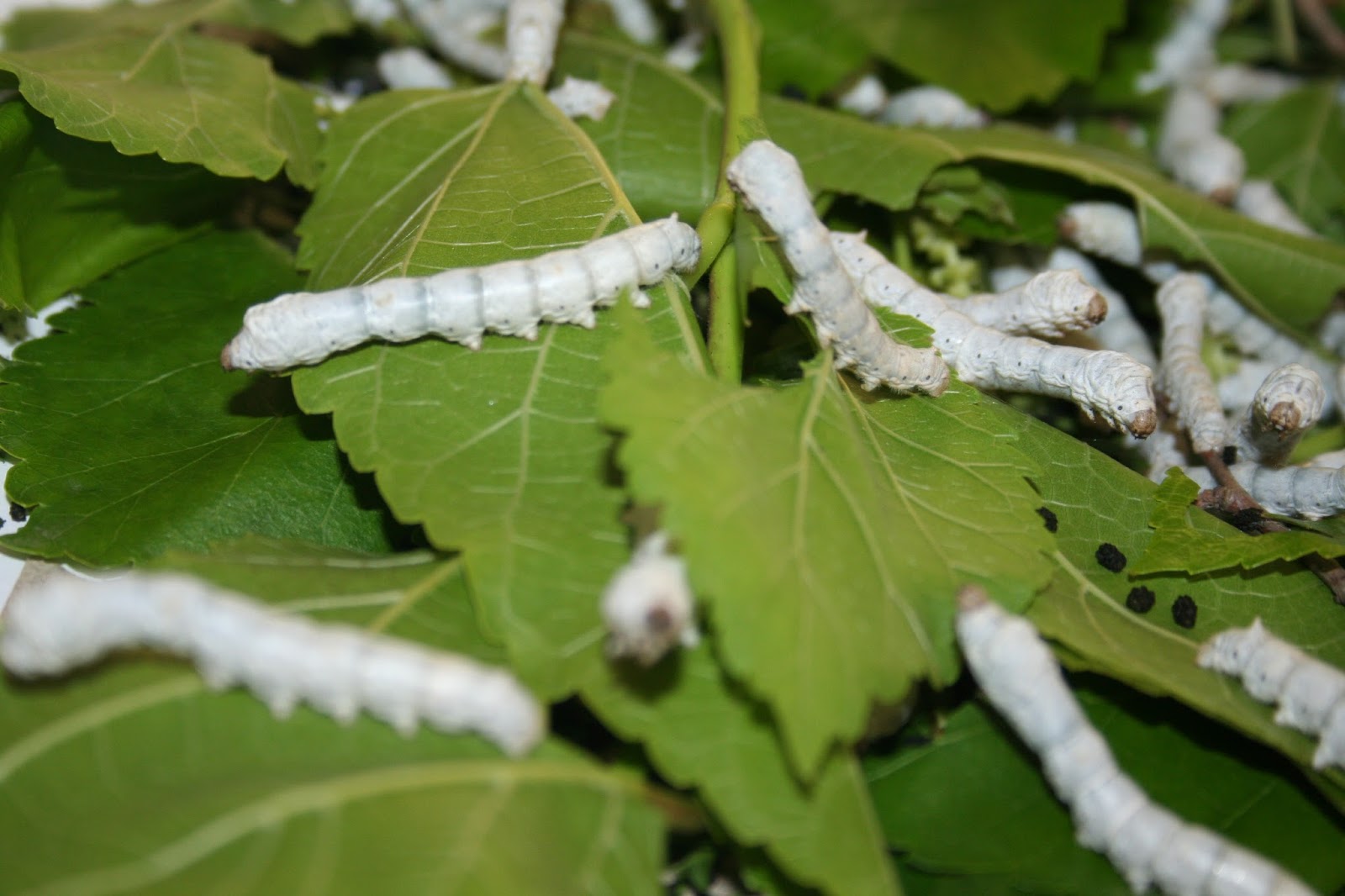 Viermi de pin în colon, Caracteristici