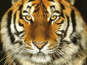 INDIA'S NATIONAL ANIMAL: THE TIGER
