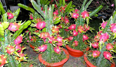  Buah Naga merupakan keluarga dari tumbuhan kaktus yang mempunyai daya tahan terhadap lahan  Tips Budidaya Buah Naga Dalam Pot