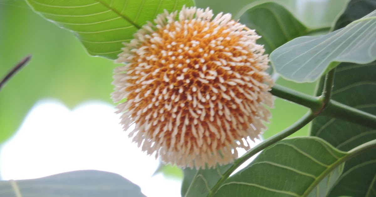 Native Place Garden Which Kadamba Tree