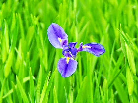 flower,iris