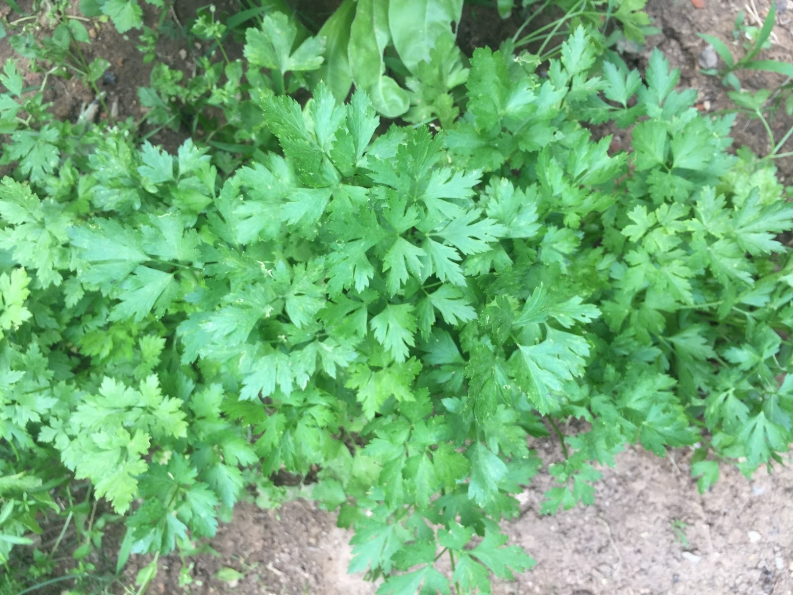 How to Grow Parsley
