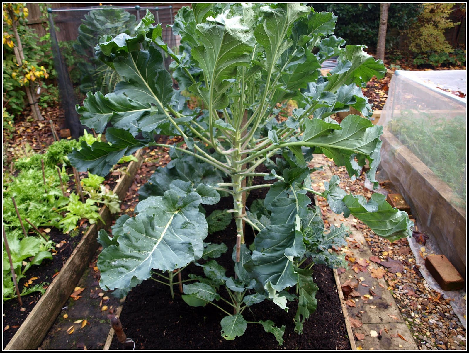 Mark�s Veg Plot Purple Sprouting Broccoli