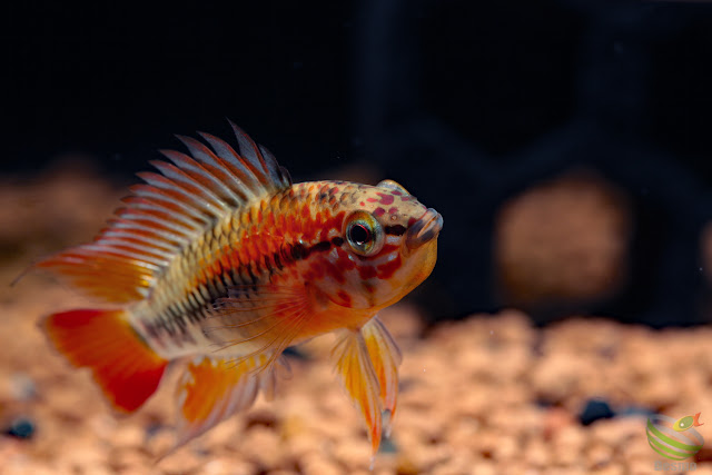 Apistogramma macmasteri super red / Wilhelm breed