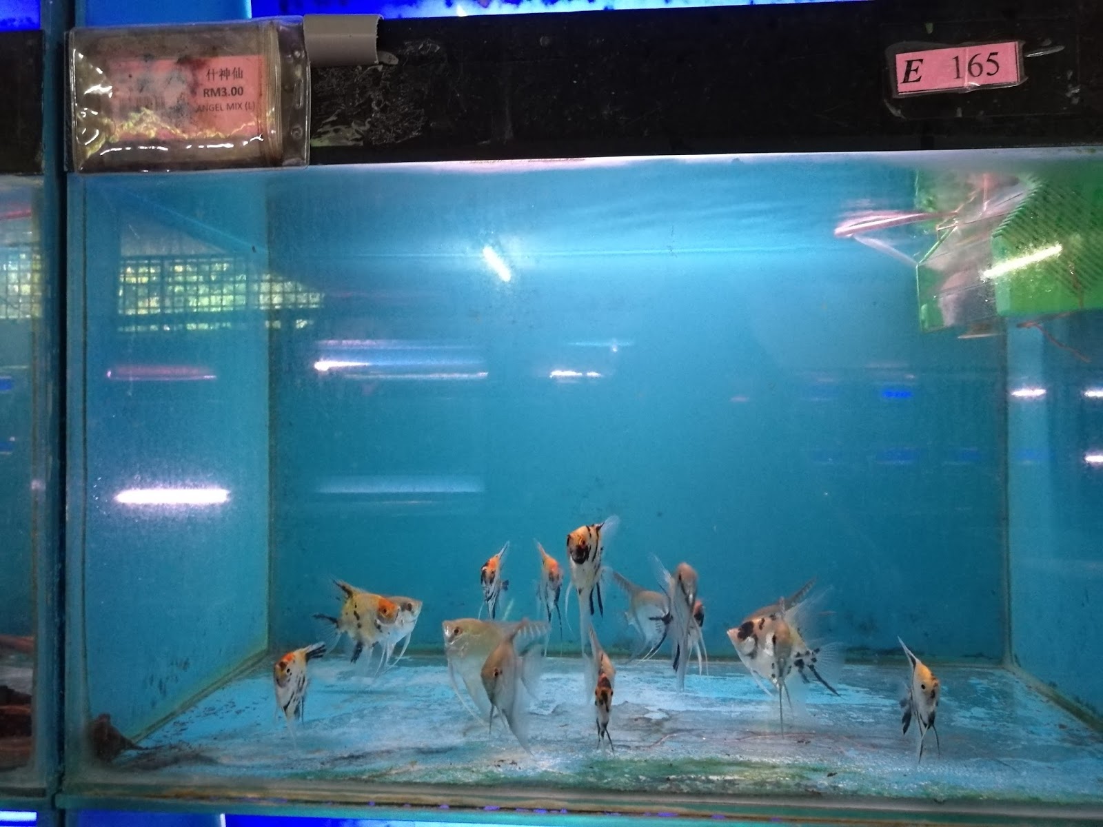 Nanyang Fish Farm, Kulai, Johor