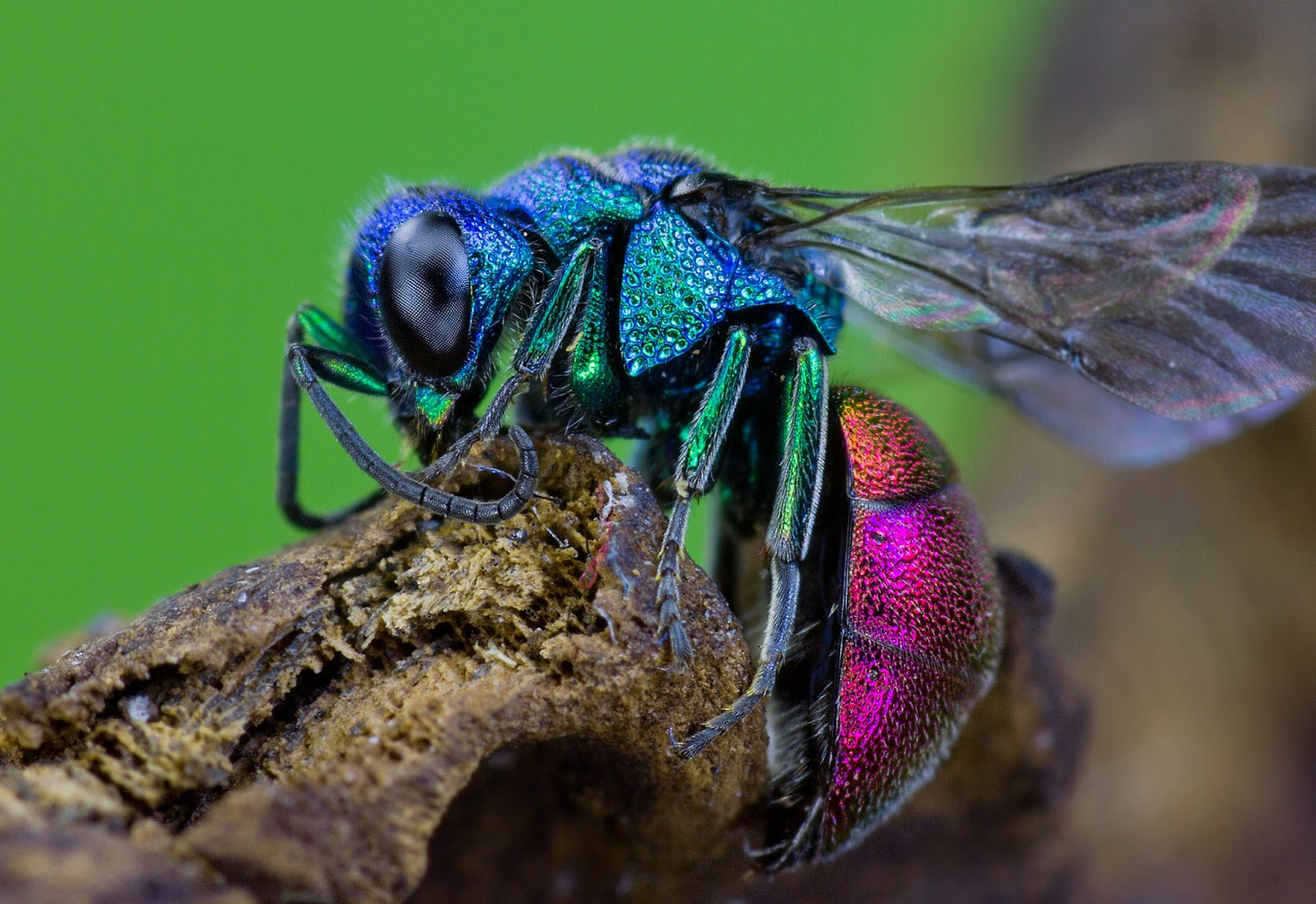 . Corset Diary Emerald Cockroach Wasp, Part 1