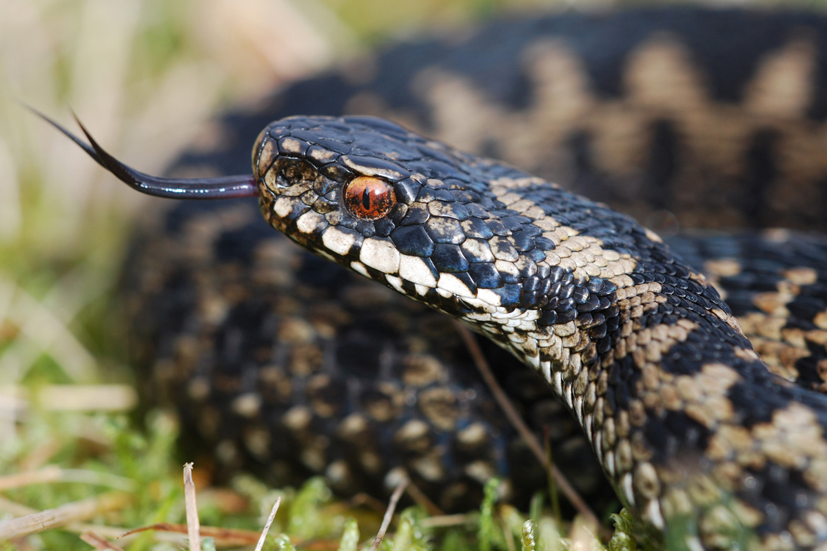 Adder