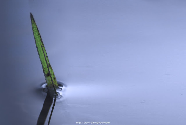 Priceless This is a picture of an grass in the water. This picture show this the one of grass that can live in the water.
