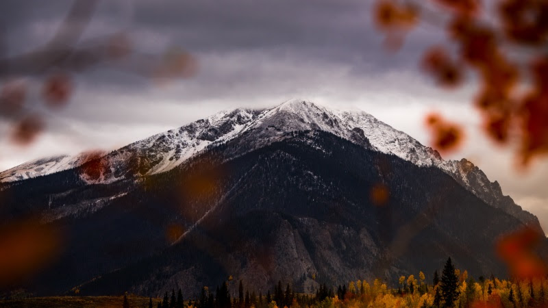 Forest in Autumn. Snow on Mountain