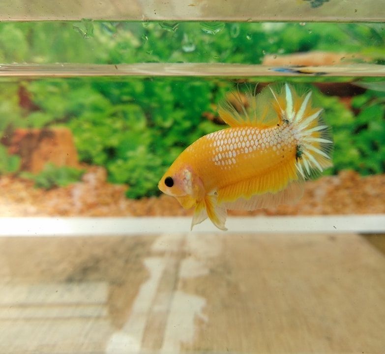 Best Betta Fish Tank Help Image Best Betta Fish Tank Help