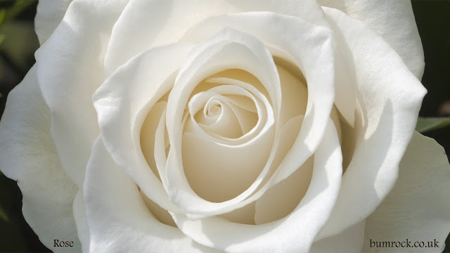 صور ورود جميلة