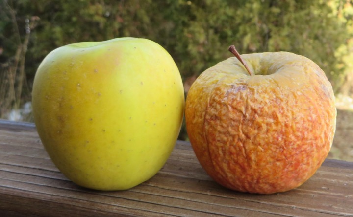 adams apples the rip van winkle apple goldrush apple