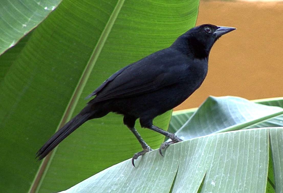 Bellas Aves de El Salvador Dives dives (tordo o zanate negro cantor; pájaro negro melodioso