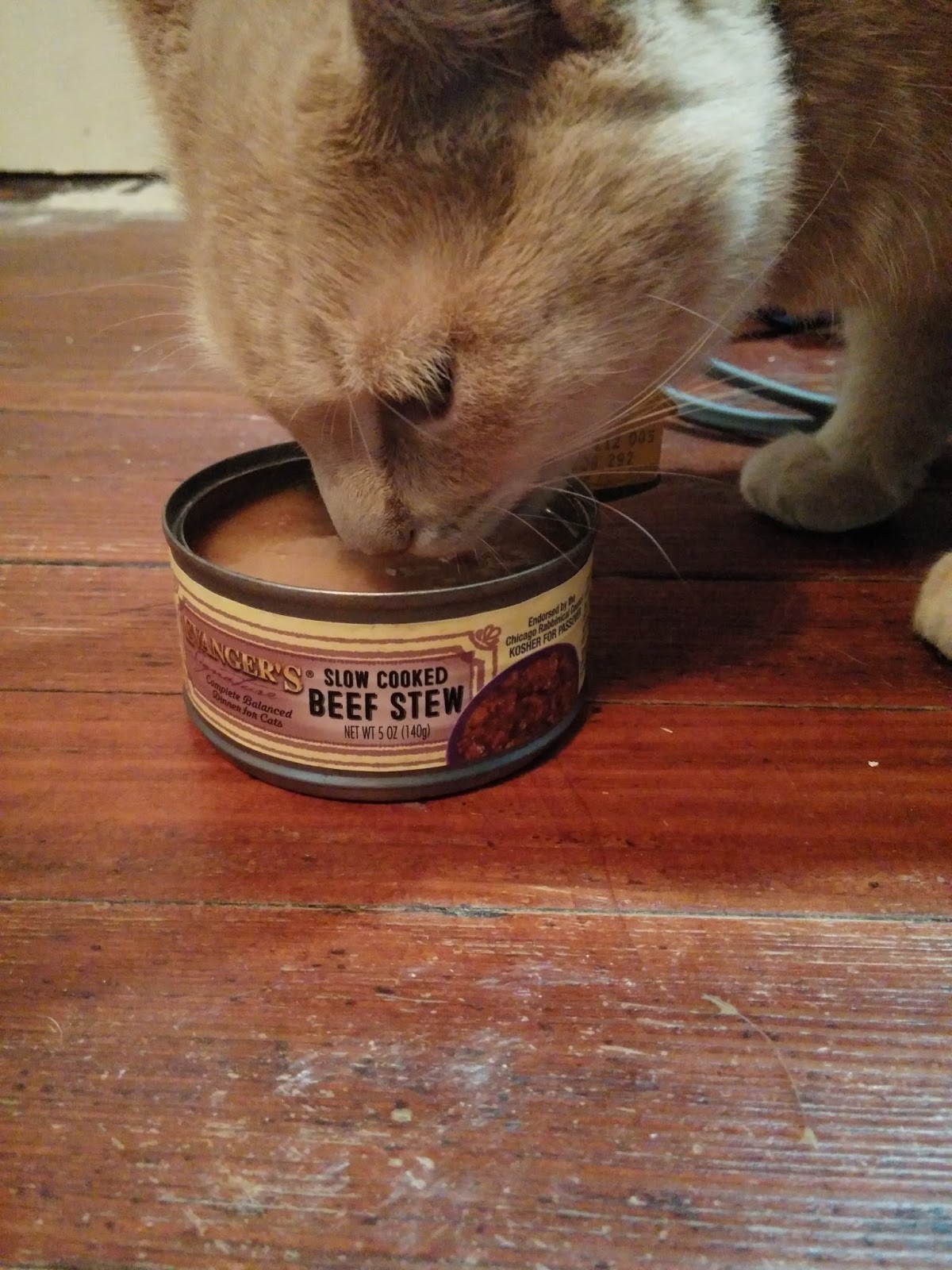Cat Won T Eat Cat Food But Eats Treats Cat Won T Eat Cat Food But Eats Treats